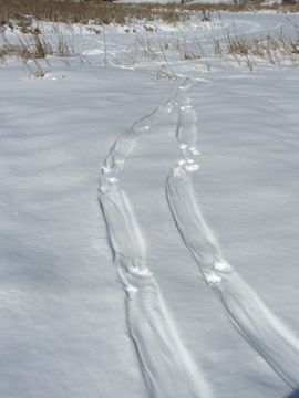 Image result for otter tracks in snow
